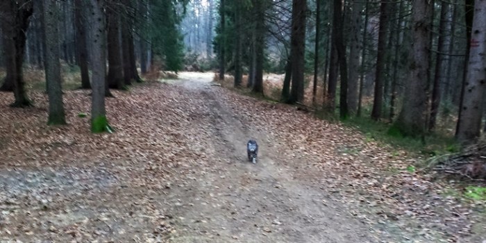 IMAG2769 beli srcki muca