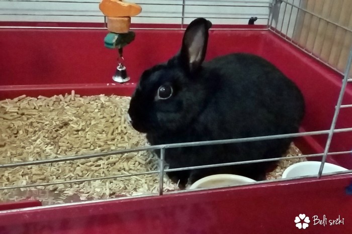 20160731_154701 pika avgust 2016