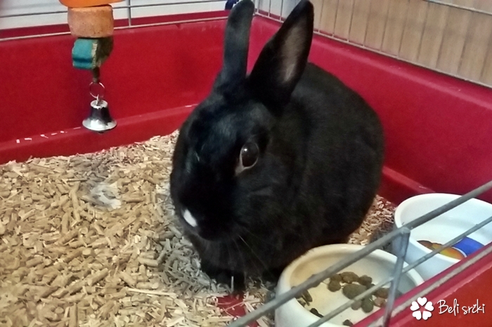 20160731_154803 pika avgust 2016