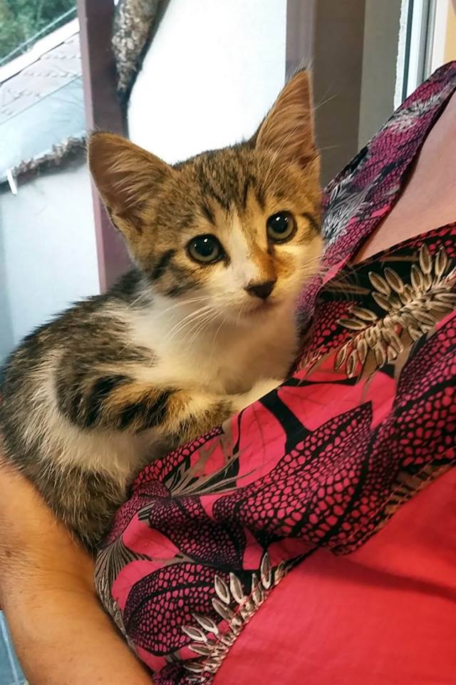 14203184_546852162173061_4360942111867543216_n